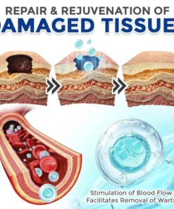 flysmus® Spermidine Autophagy Comprehensive Cream